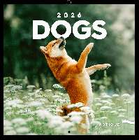 FALINAPTÁR 2026 6097-DO, LEMEZES, 30X30 CM, DOGS