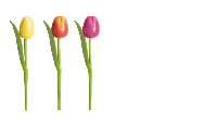 DEKOR TULIPÁN, SÁRGA/RÓZSASZÍN