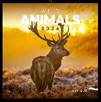 FALINAPTÁR 2026 6097-WA, LEMEZES, 30X30 CM, WILD ANIMALS