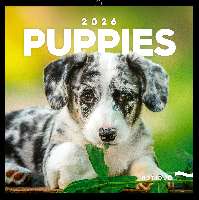 FALINAPTÁR 2026 6097-PU, LEMEZES, 30X30 CM, PUPPIES