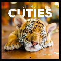 FALINAPTÁR 2026 6097-AC, LEMEZES, 30X30 CM, ANIMAL CUTIES